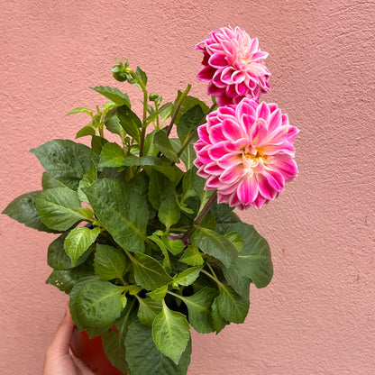 Dahlia Pink