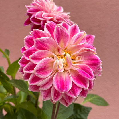 Dahlia Pink