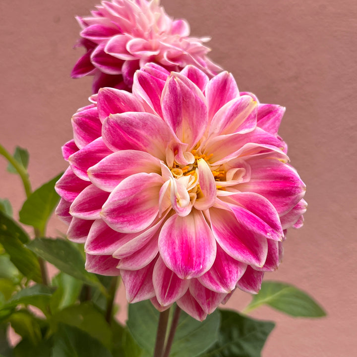 Dahlia Pink