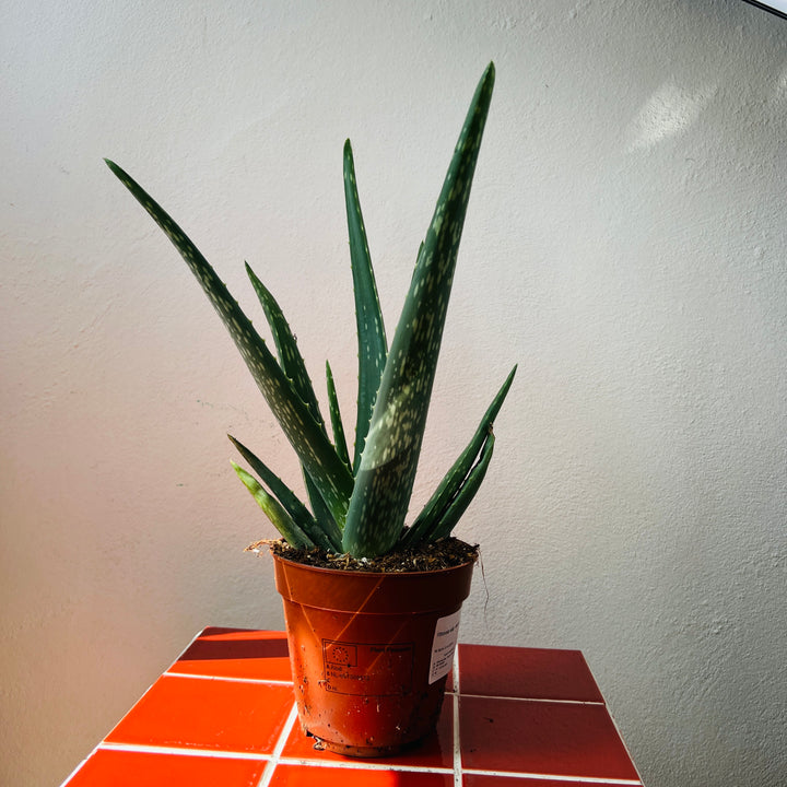 Aloe Vera barbadensis miller