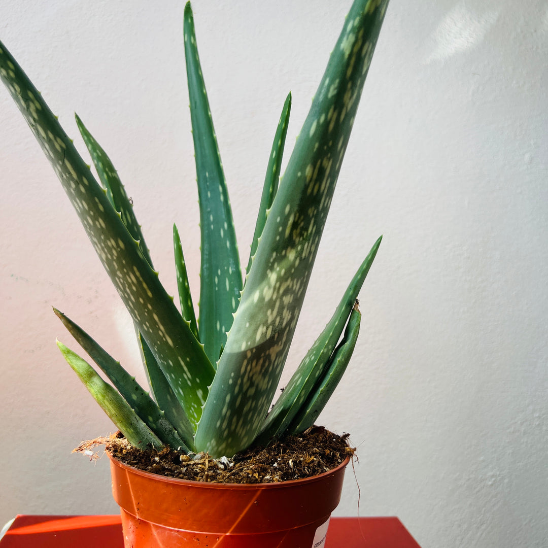 Aloe Vera barbadensis miller