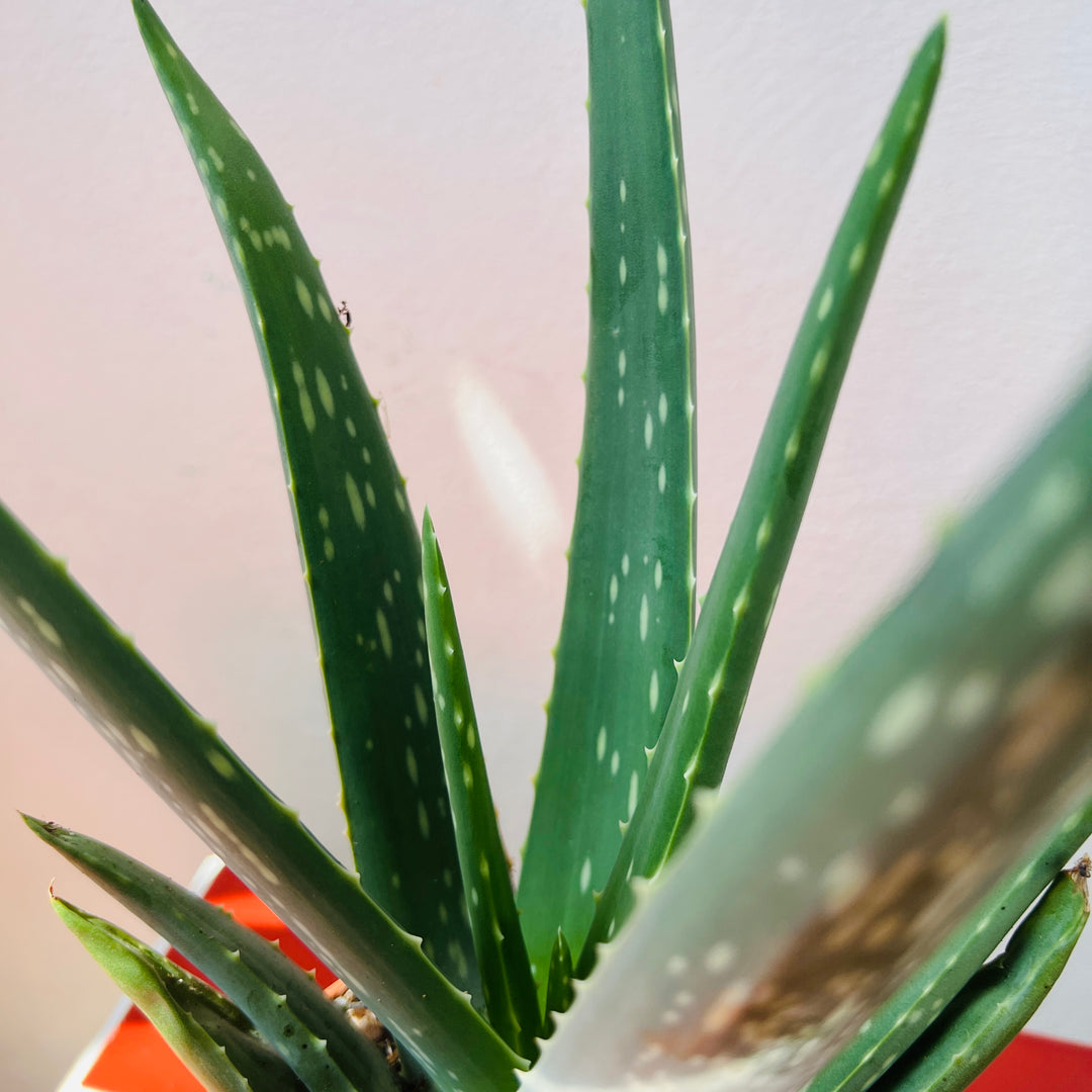 Aloe Vera barbadensis miller