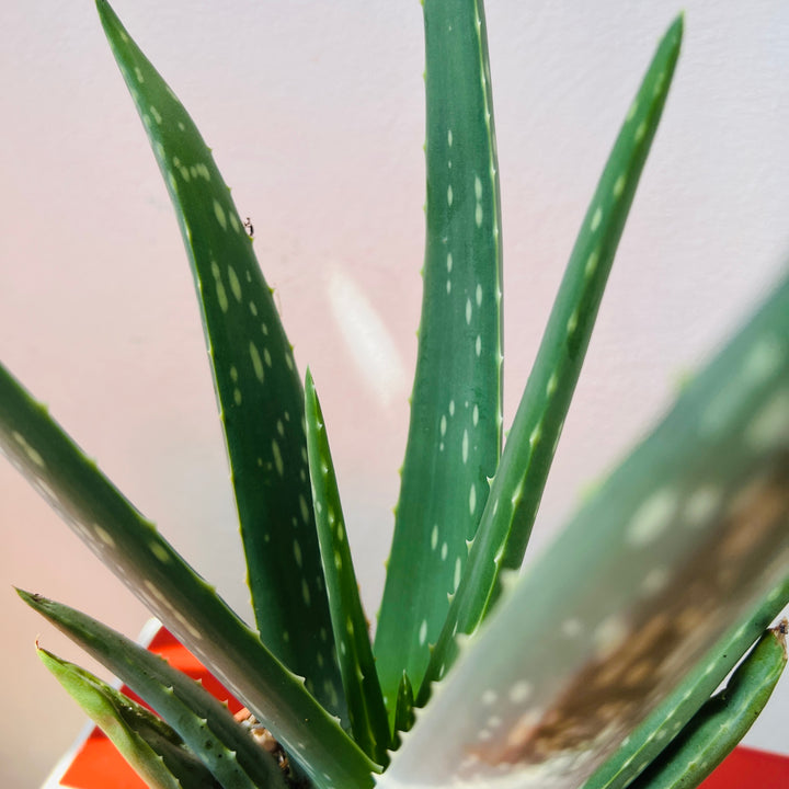 Aloe Vera barbadensis miller