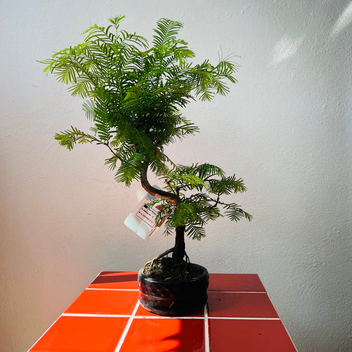Bonsai Metasequoia Single-  Dawn Redwood Bonsai