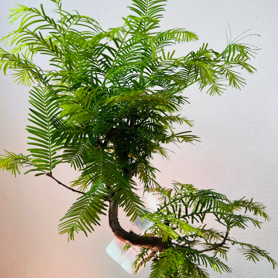 Bonsai Metasequoia Single-  Dawn Redwood Bonsai