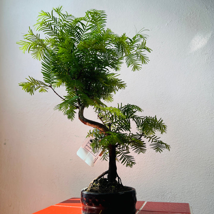 Bonsai Metasequoia Single-  Dawn Redwood Bonsai