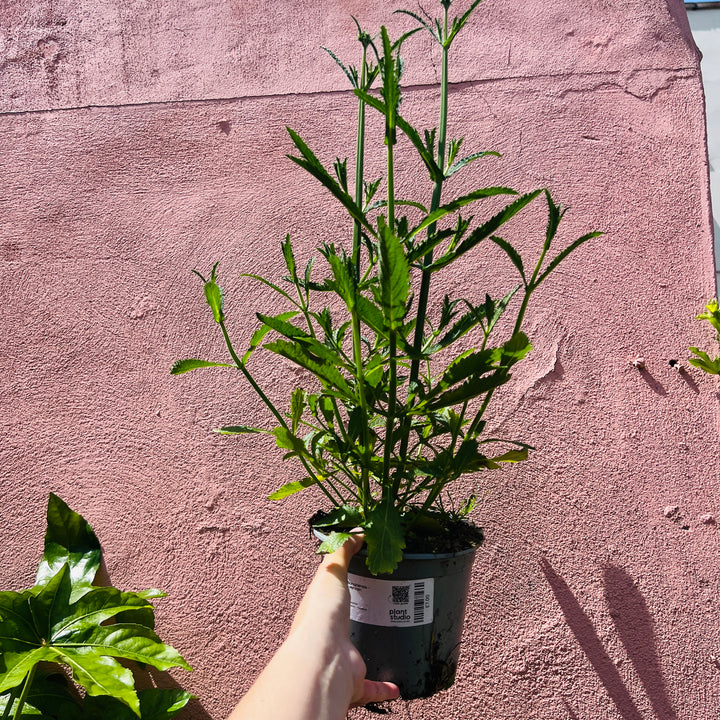 Verbena Bonariensis – Purpletop vervain