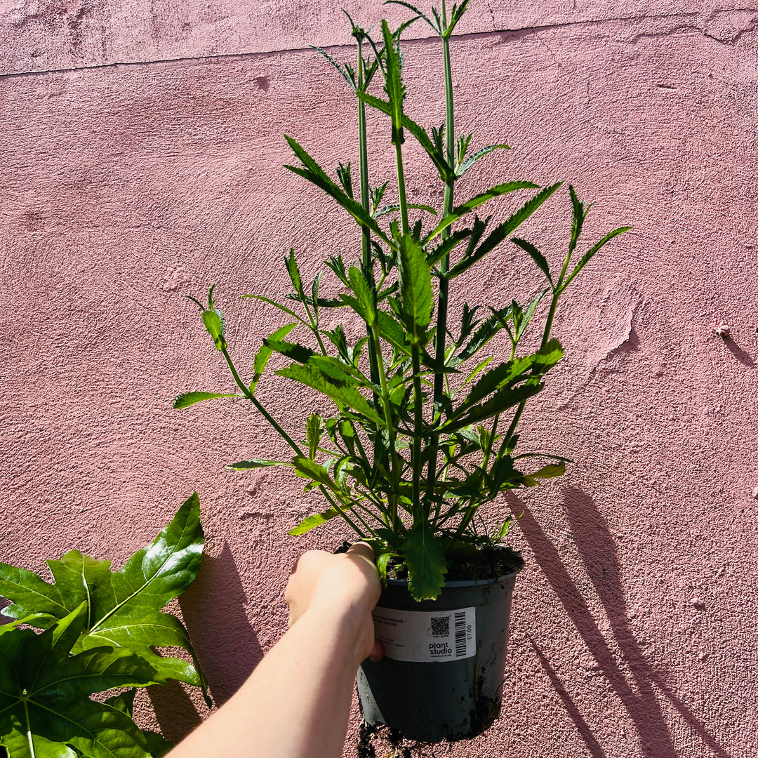 Verbena Bonariensis – Purpletop vervain