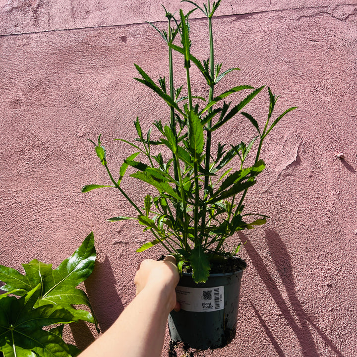 Verbena Bonariensis – Purpletop vervain