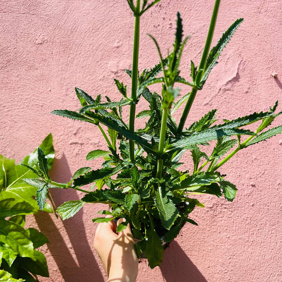 Verbena Bonariensis – Purpletop vervain