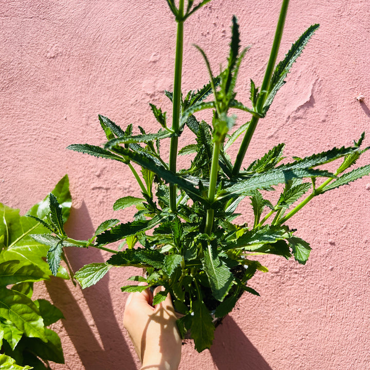 Verbena Bonariensis – Purpletop vervain