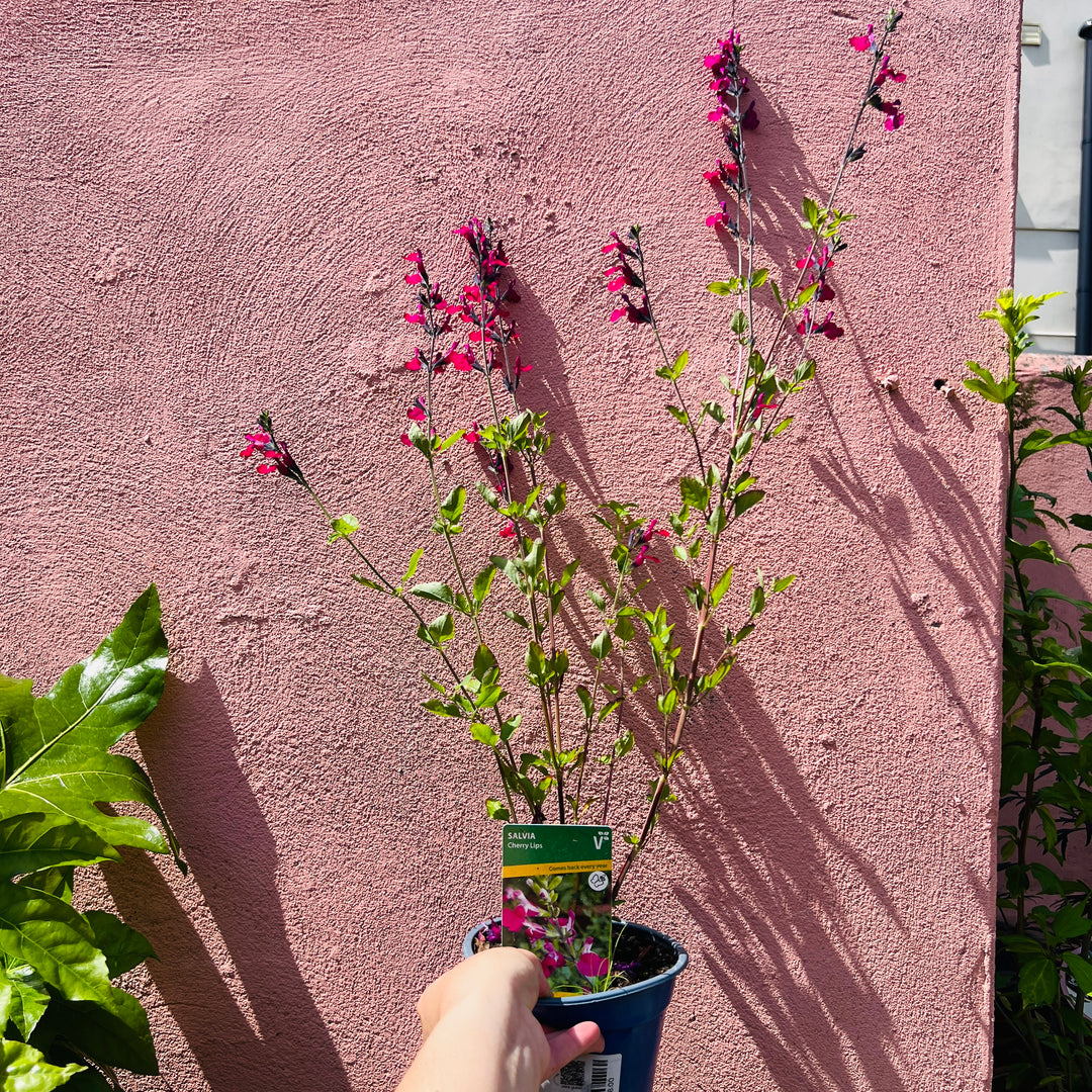 Salvia microphylla ‘Cherry Lips’ -  Baby Sage ‘Cherry Lips’ - Bicolour Salvia