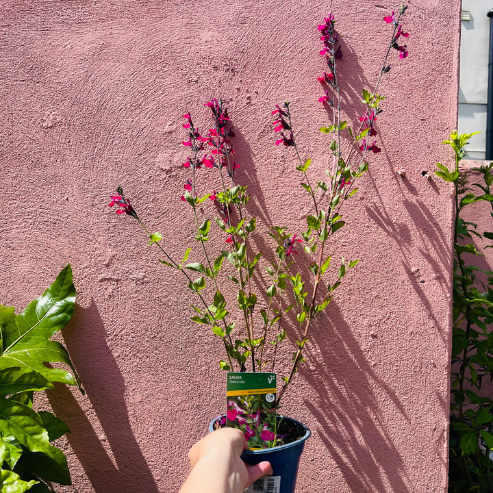 Salvia microphylla ‘Cherry Lips’ -  Baby Sage ‘Cherry Lips’ - Bicolour Salvia