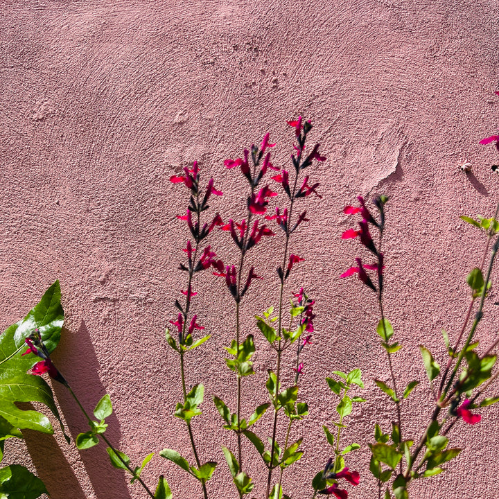 Salvia microphylla ‘Cherry Lips’ -  Baby Sage ‘Cherry Lips’ - Bicolour Salvia