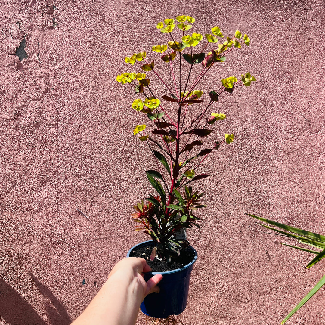 Euphorbia Miners Merlot - Wood Spurge