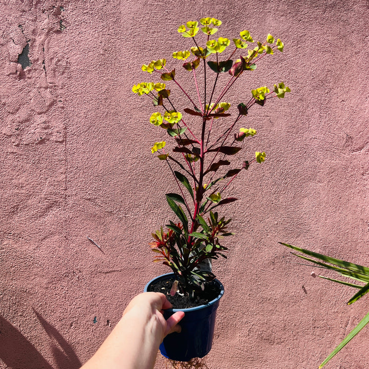 Euphorbia Miners Merlot - Wood Spurge
