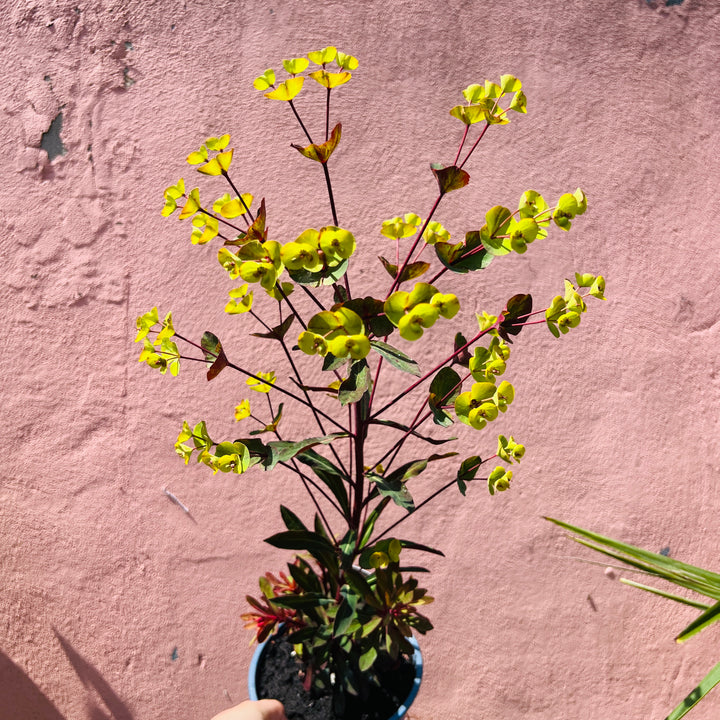 Euphorbia Miners Merlot - Wood Spurge