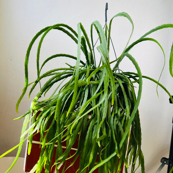 Rhipsalis Boliviana - Lepismium Bolivianum