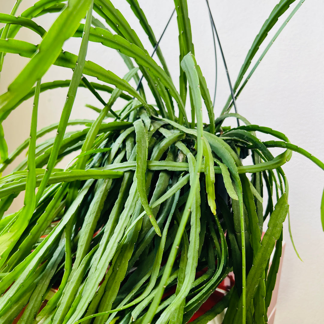 Rhipsalis Boliviana - Lepismium Bolivianum