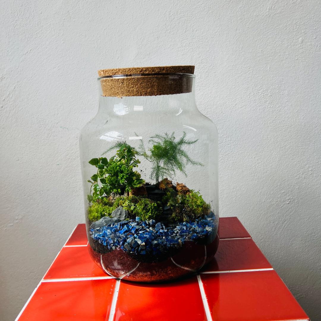 Plant.Studio 'A cheeky wild dip' Terrarium