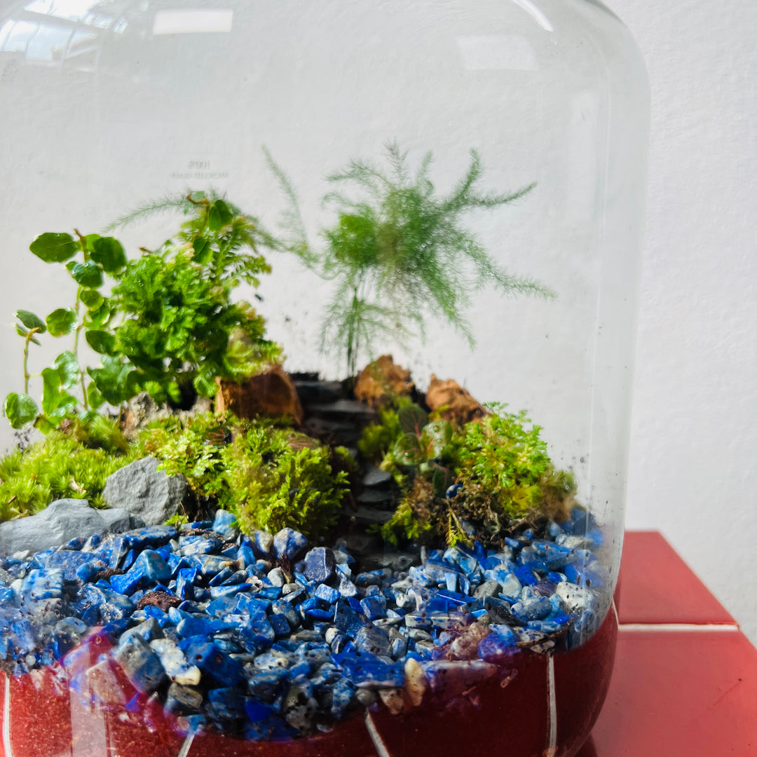Plant.Studio 'A cheeky wild dip' Terrarium