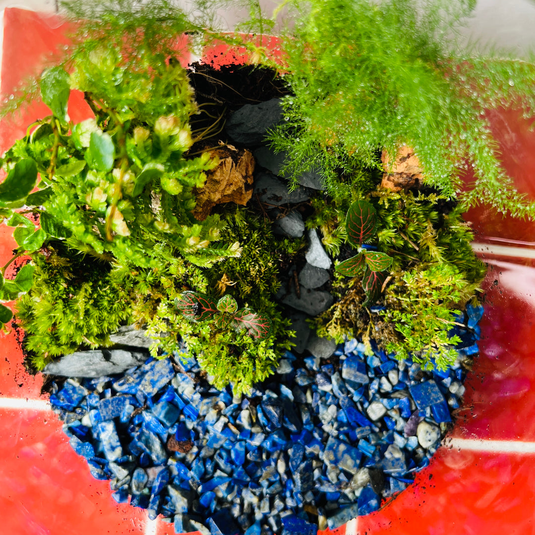 Plant.Studio 'A cheeky wild dip' Terrarium