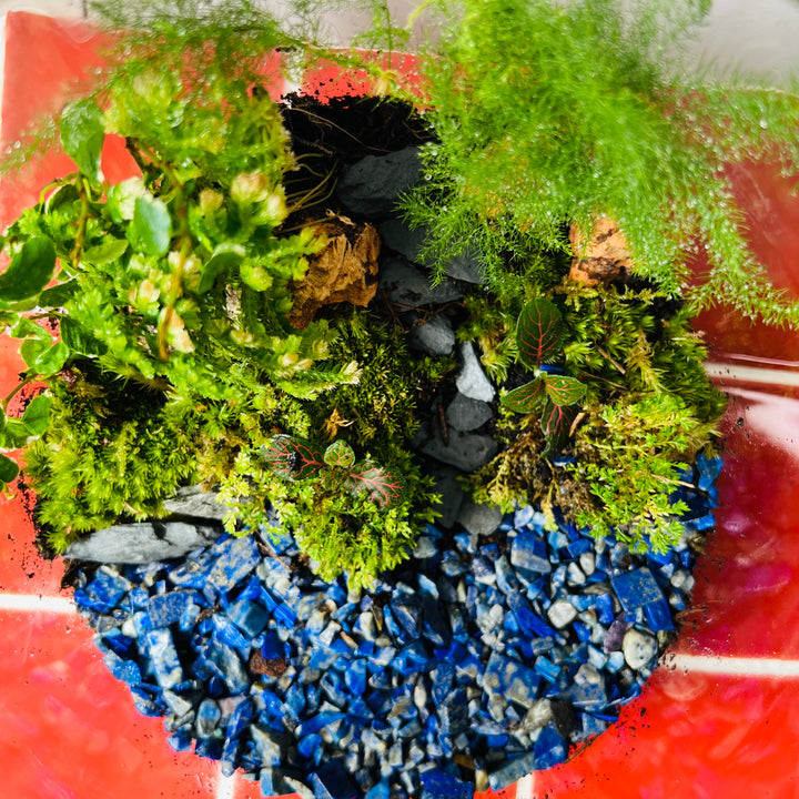 Plant.Studio 'A cheeky wild dip' Terrarium