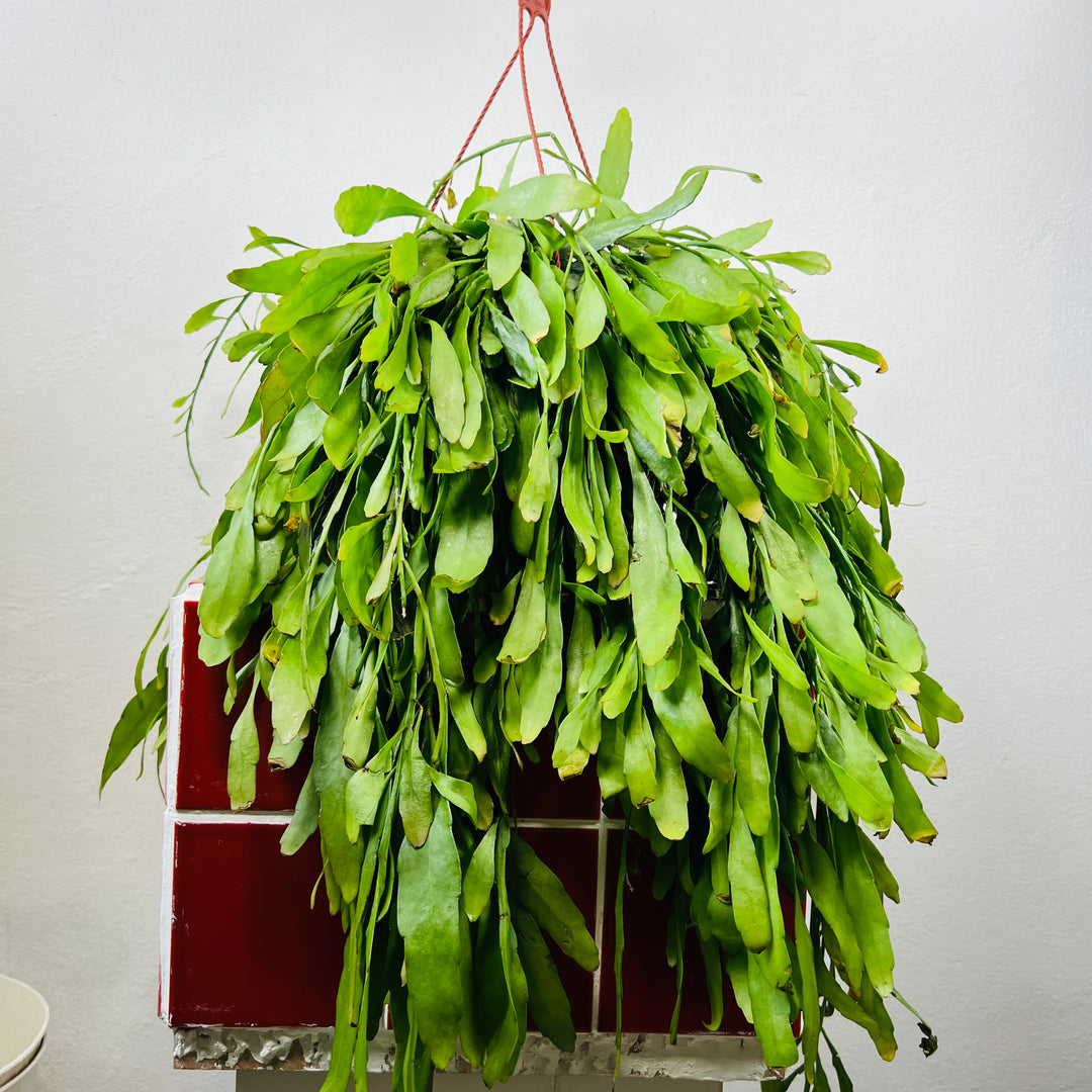 Rhipsalis ‘Red Coral’ – Pseudorhipsalis ramulosa (Trailing Jungle Cactus)