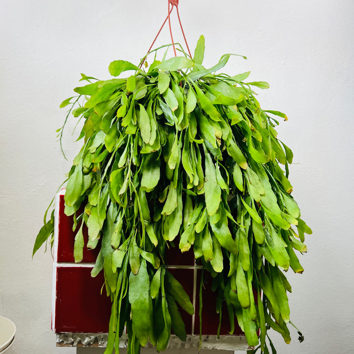 Rhipsalis ‘Red Coral’ – Pseudorhipsalis ramulosa (Trailing Jungle Cactus)