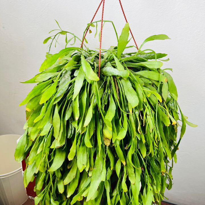 Rhipsalis ‘Red Coral’ – Pseudorhipsalis ramulosa (Trailing Jungle Cactus)