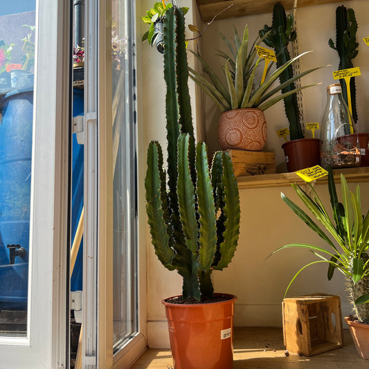 Euphorbia abyssinica – Desert Candle Cactus