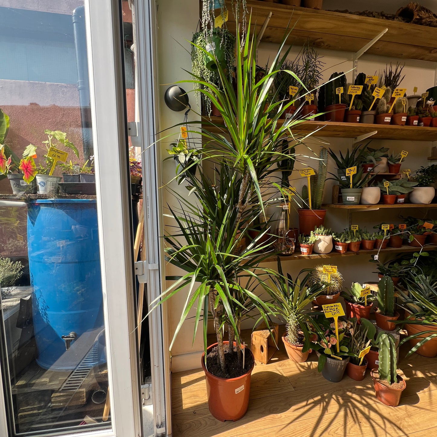 Dracaena Marginata Branched Specimen