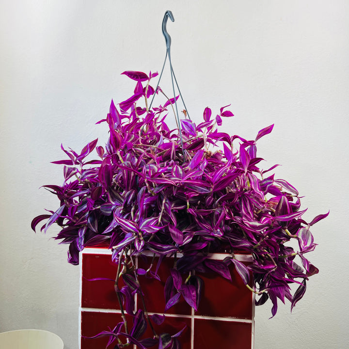 Tradescantia Fluminensis Pink Paradise- wandering dude