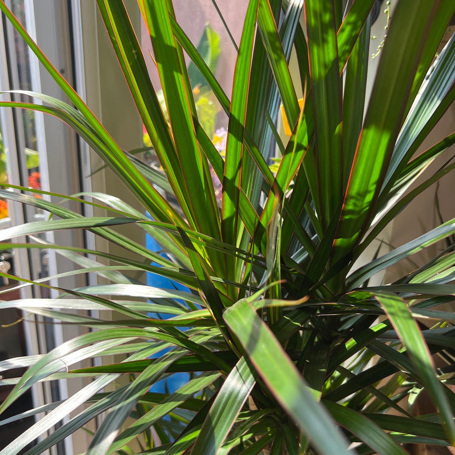 Dracaena Marginata Branched Specimen