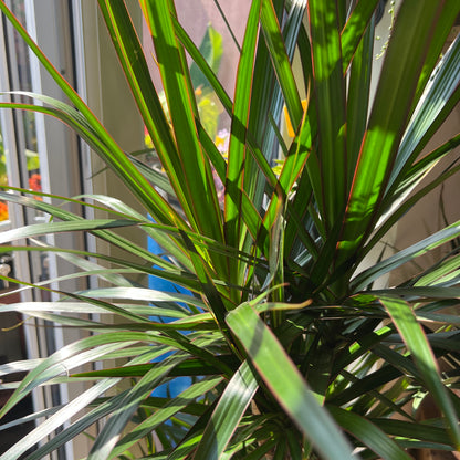 Dracaena Marginata Branched Specimen