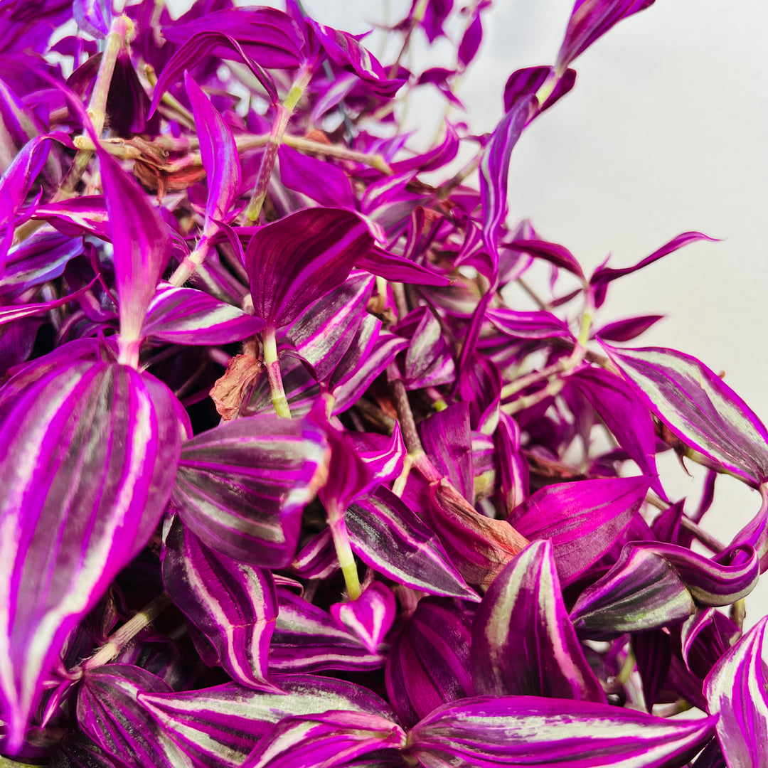 Tradescantia Fluminensis Pink Paradise- wandering dude