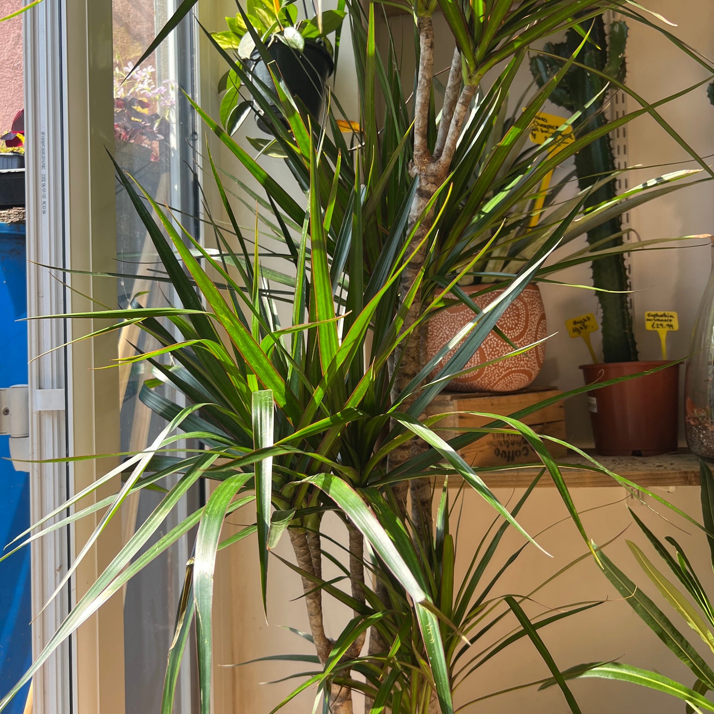 Dracaena Marginata Branched Specimen