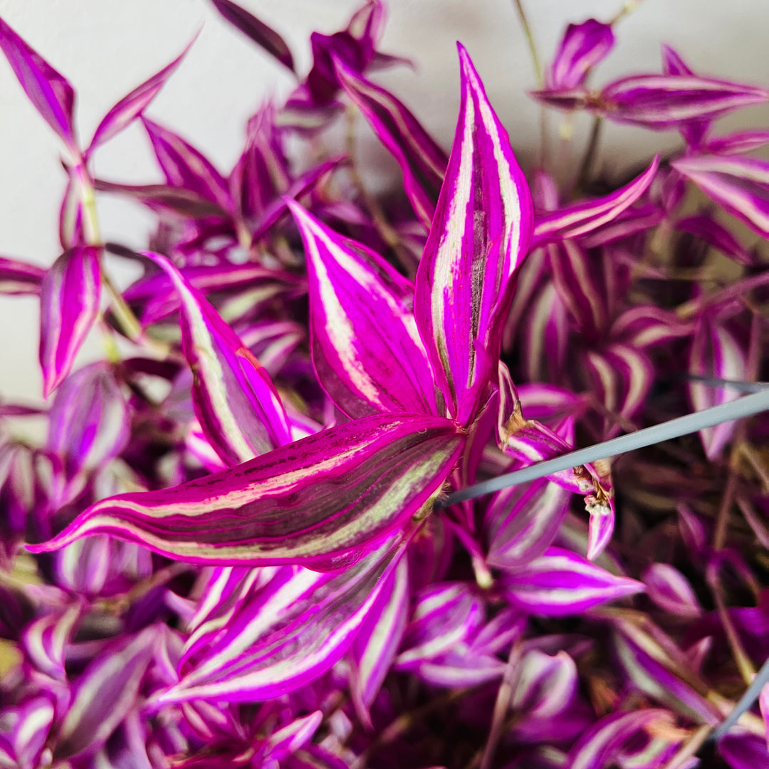 Tradescantia Fluminensis Pink Paradise- wandering dude
