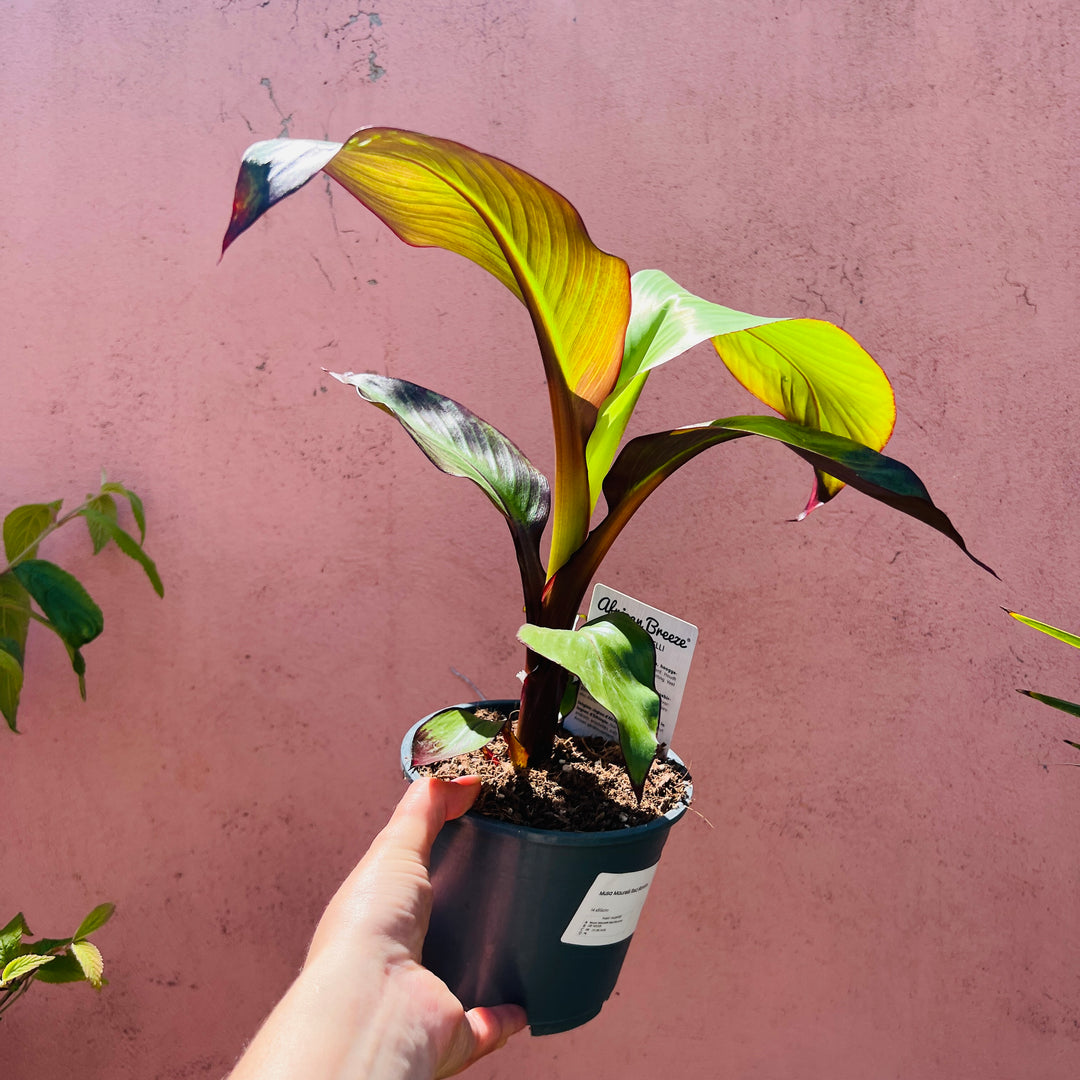 Musa Maurelii Red Banana