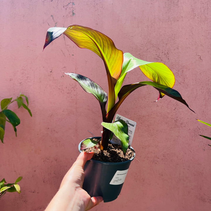 Musa Maurelii Red Banana