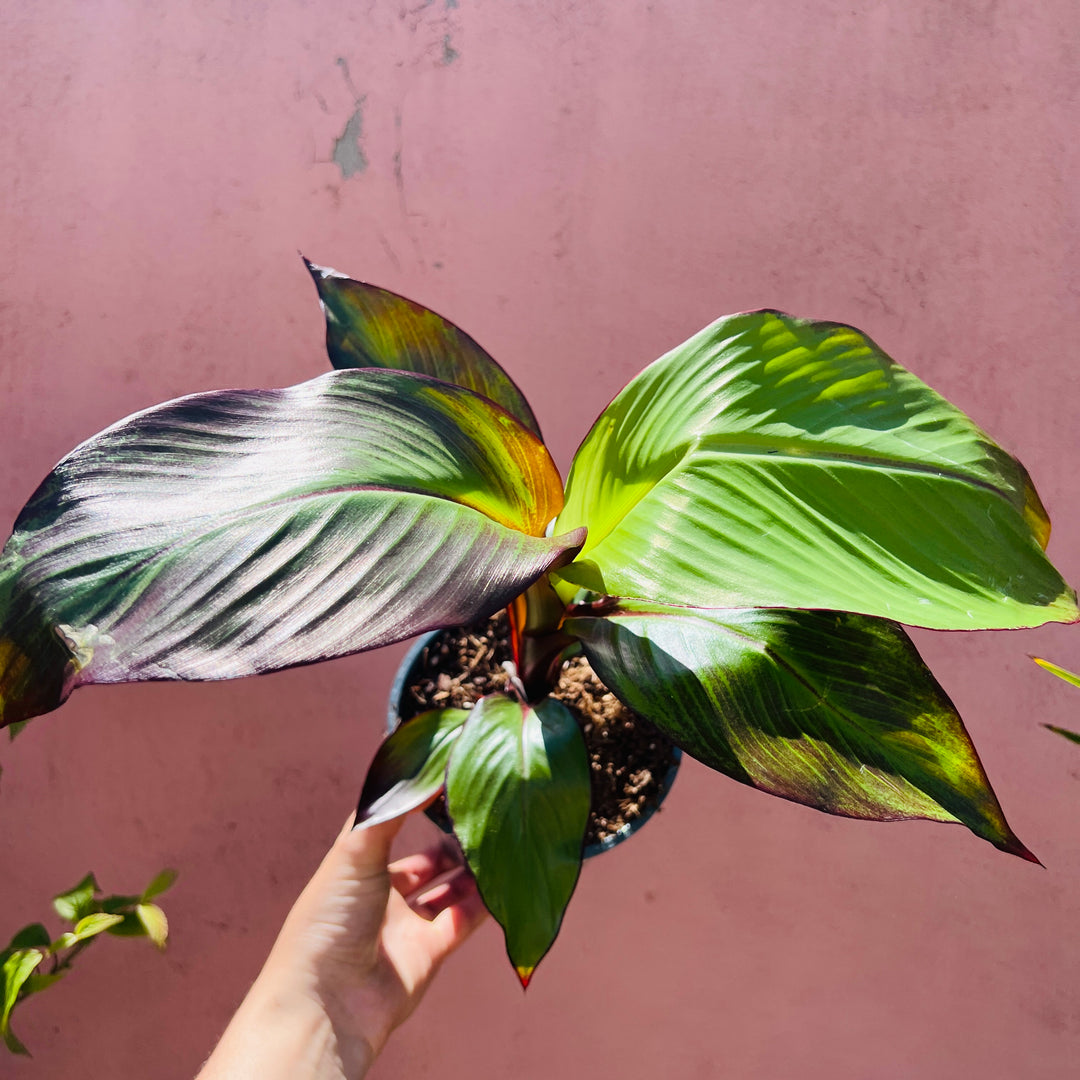 Musa Maurelii Red Banana