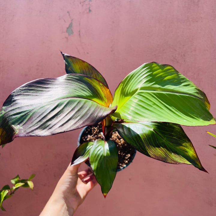 Musa Maurelii Red Banana