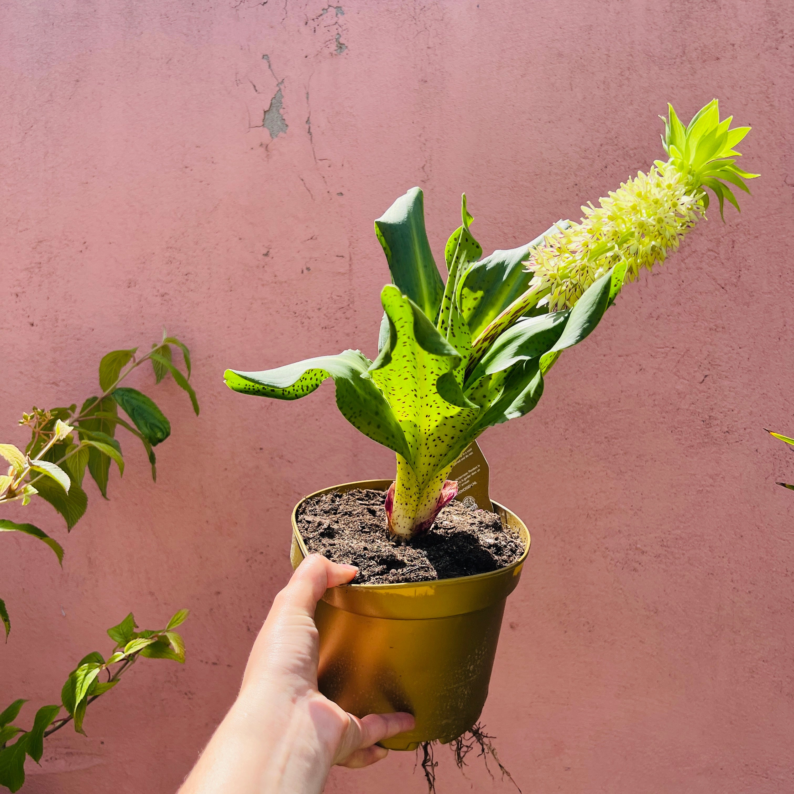 Outdoor plants