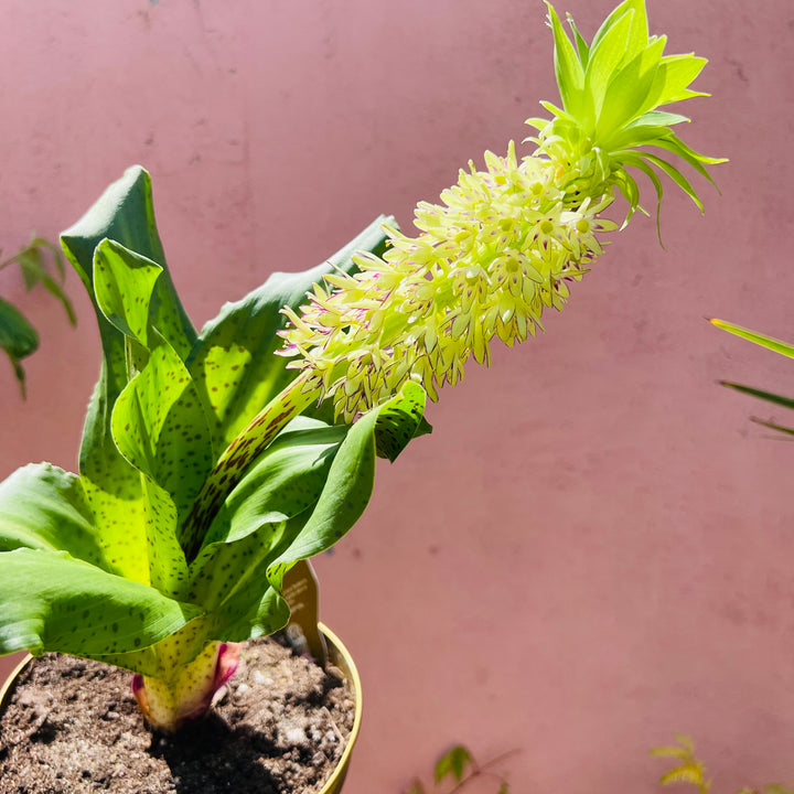 Eucomis bicolor – Pineapple Lily