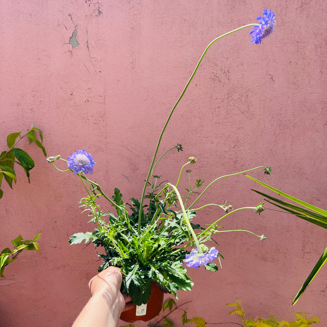 Scabiosa 'Butterfly Blue'