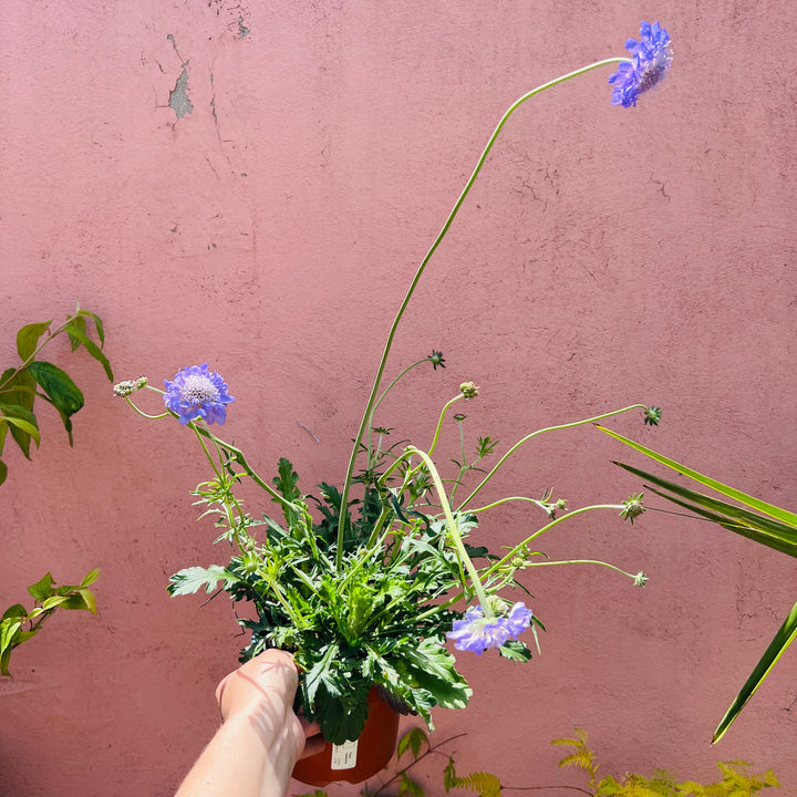 Scabiosa 'Butterfly Blue'