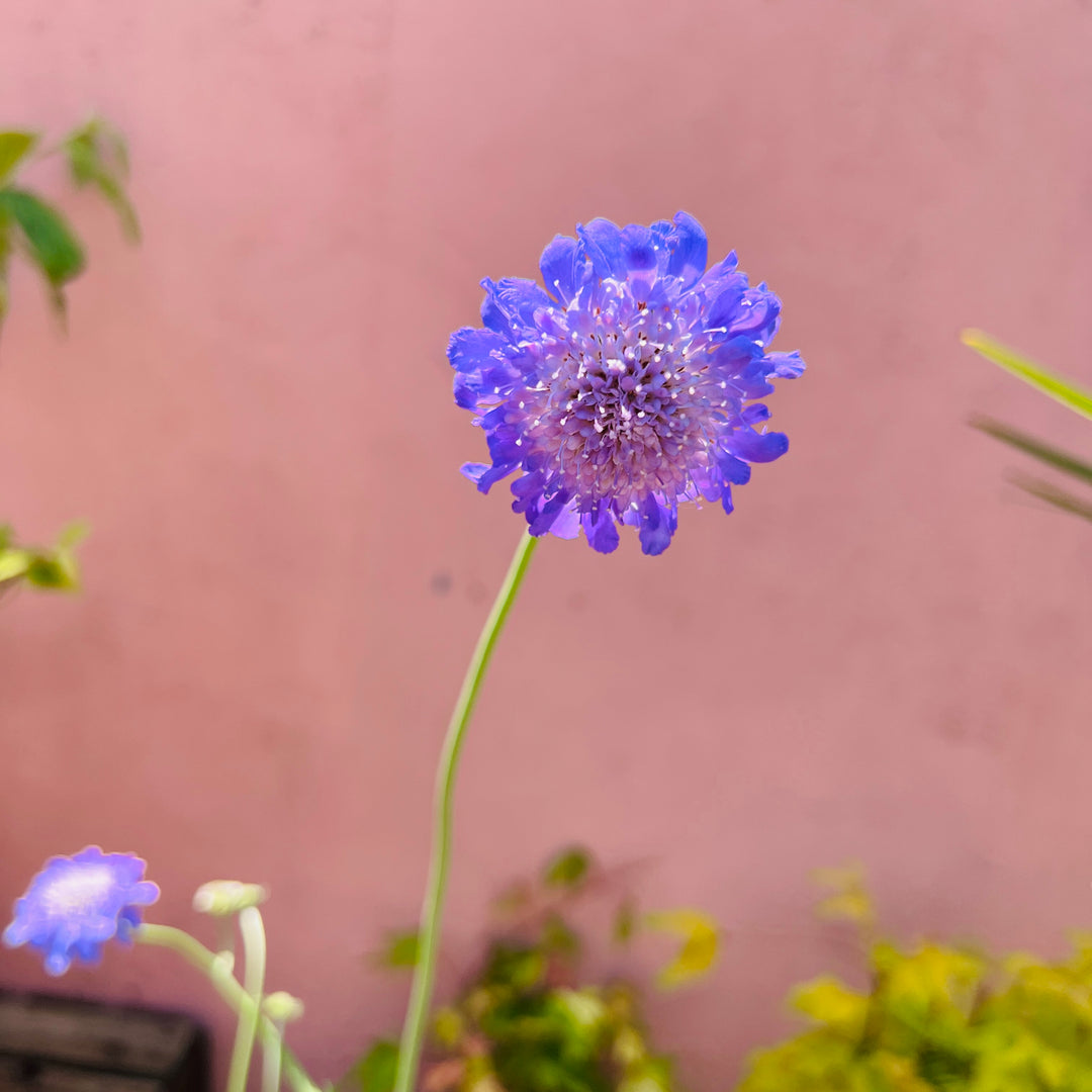 Scabiosa 'Butterfly Blue'