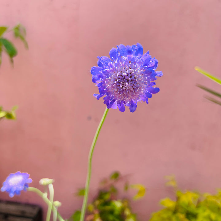 Scabiosa 'Butterfly Blue'