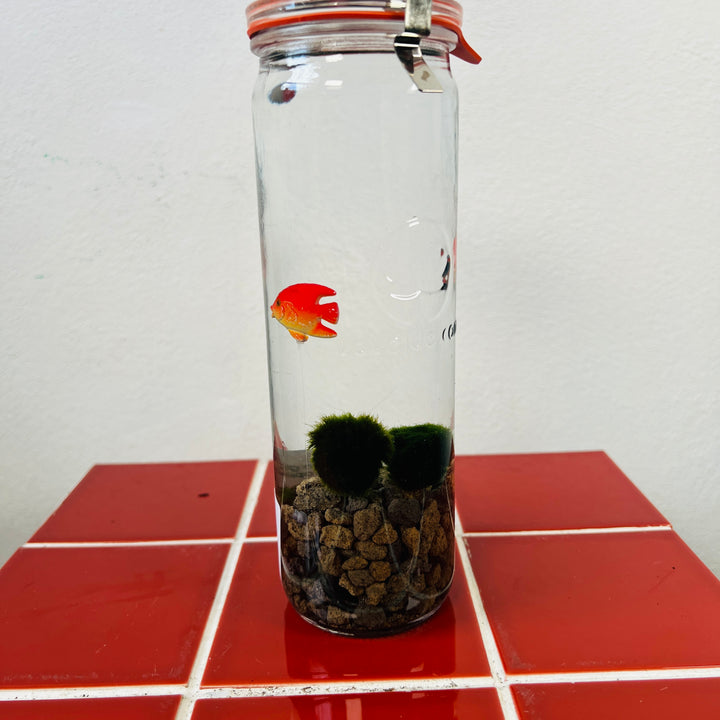 Marimo moss ball in glass with (fake)fish - Aegagropila linnaei
