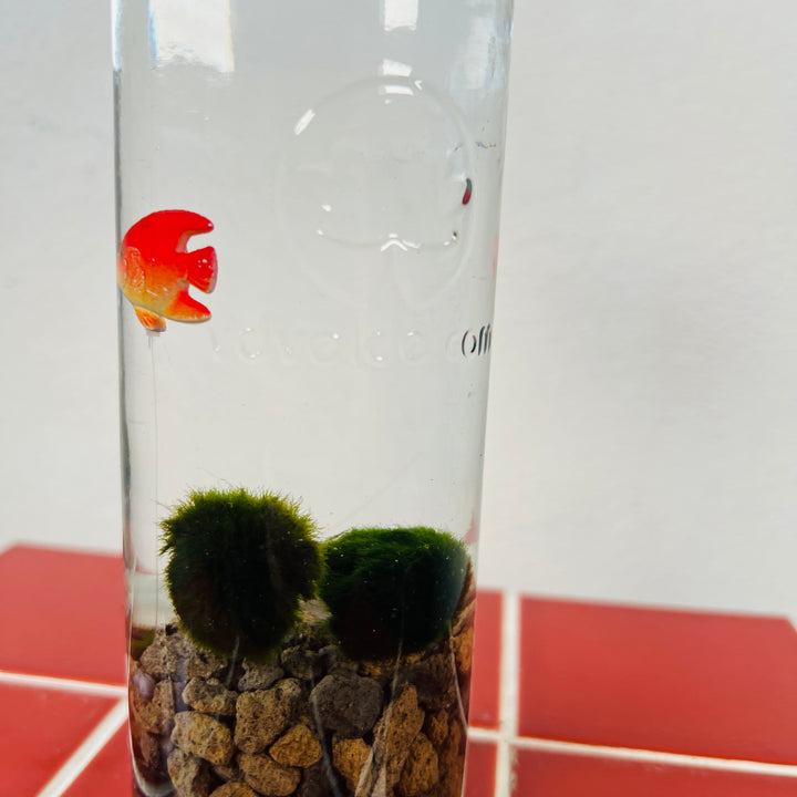 Marimo moss ball in glass with (fake)fish - Aegagropila linnaei